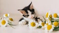 Kitten looks at daisies on the table Royalty Free Stock Photo